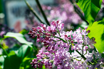 old blooming lilac flowers in the spring season