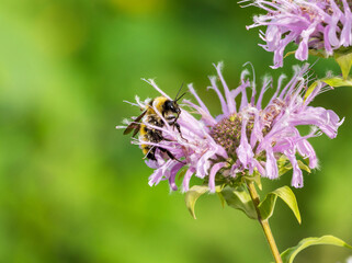 Close up of a Northern Amber Bumble Bee (Bombus borealis) moving through a light purple Bee Balm blossom.