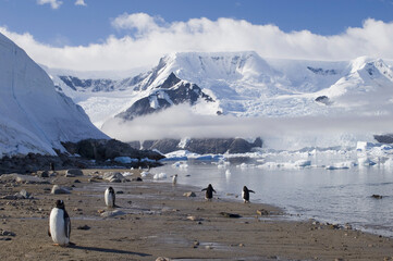 Five Gentoo Penguins standing on the coast (Pygoscelis papua)