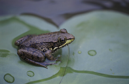 Close-up of a frog sitting on a leaf
