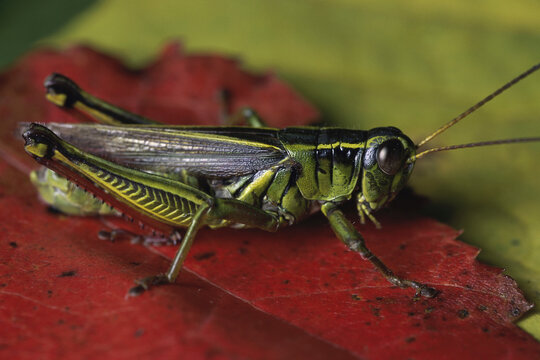 Close-up of a grasshopper on a leaf