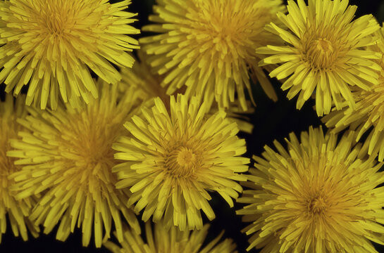 Close-up of dandelions