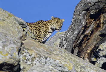 Low angle view of a leopard on a rock