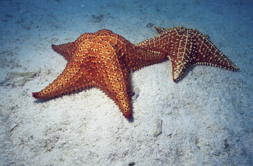 Two starfish underwater
