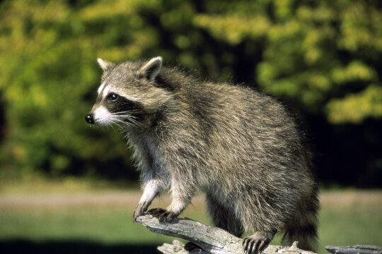 Northern Raccoon standing on a tree branch