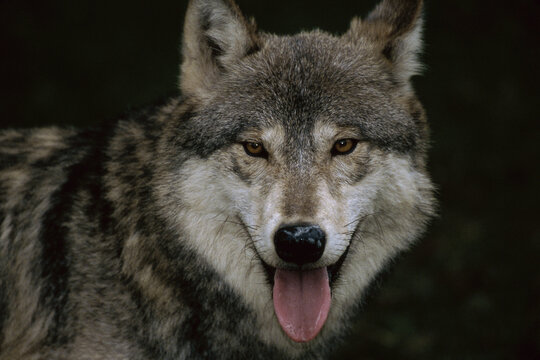 Close-up of a Gray Wolf