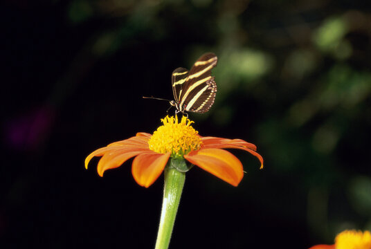 A Zebra butterfly on a flower (Heliconius charitonius)