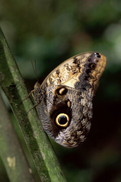 An Owl butterfly on a plant (Caligo Eurilochus)