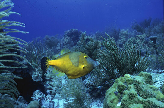 A File Fish swimming amongst coral
