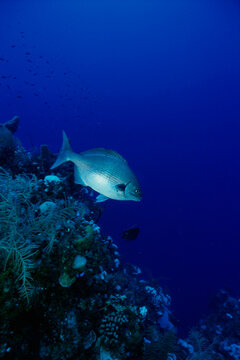 Close-up of a Horse Eye Jack fish swimming underwater (Caranx hippos)