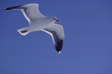 Close-up of a seagull in flight (Larus Argentatus)