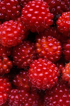 Close-up of salmonberries