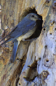 Female Mountain Bluebird in a tree