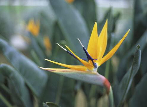 Close-up of a Bird of Paradise