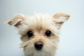 Close-up of a mixed breed puppy