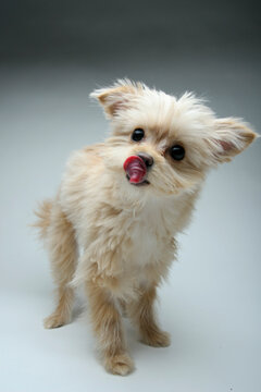 Mixed breed puppy standing