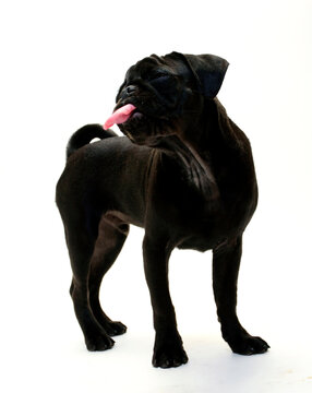 Black Pug puppy standing