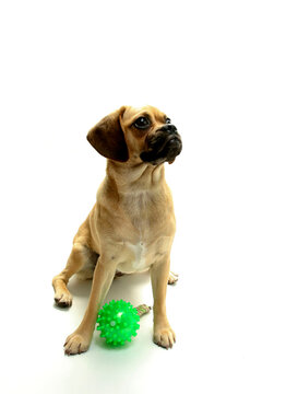 Puggle puppy with a dog training dummy