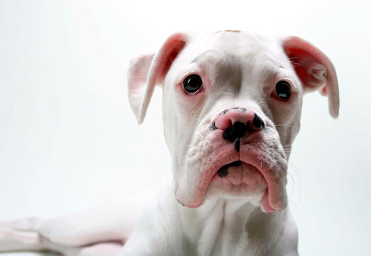 Close-up of a white Boxer puppy