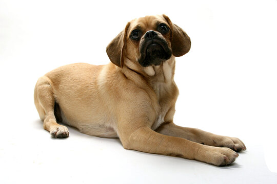 Puggle puppy looking up