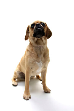Puggle puppy looking up