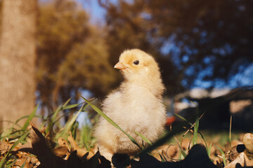 Close up portrait of chick in grass on chicken farm.