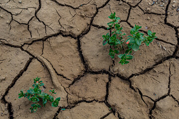 cracked earth with nature background