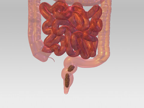 Close-up of a human large and small intestines