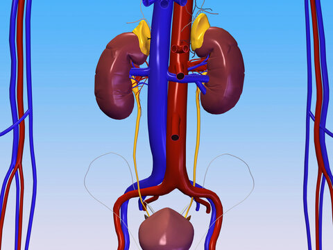 Close-up of the urinary system of the human body