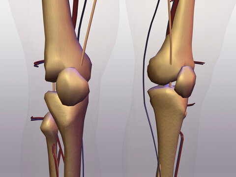 Close-up of human knee bones