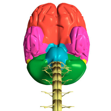 Close-up of a human brain