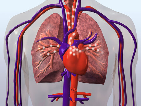 Close-up of a human cardiovascular system