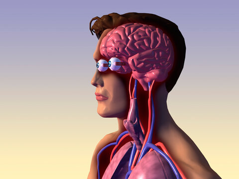 Close-up of the inner organs of the human body