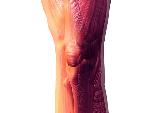 Close-up of a human knee joint