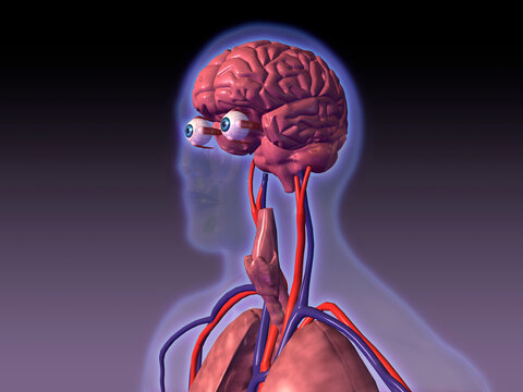 Close-up of the central nervous system of the human body