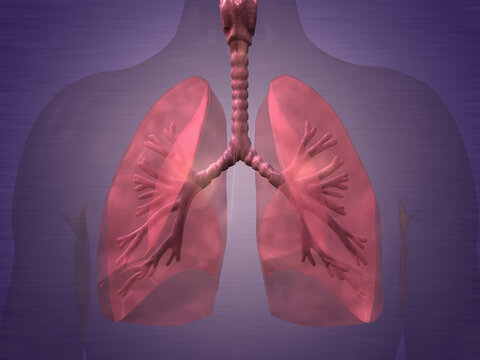 Close-up of a human respiratory system