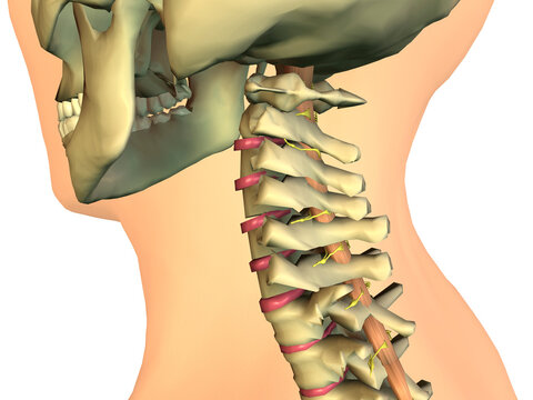 Side profile of a human neck