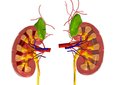 Close-up of a human kidney