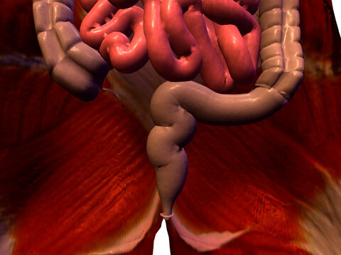 Close-up of the large intestine and small intestine of the human body