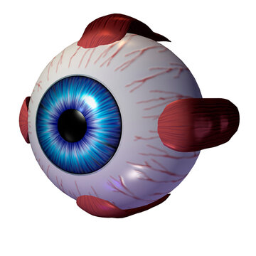 Close-up of a human eyeball