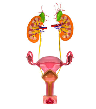 Close-up of the female reproductive system of the human body