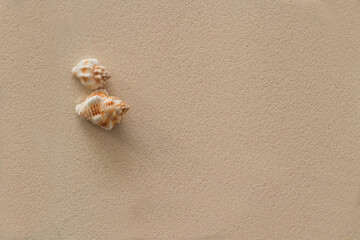 Dos conchas de mar en la arena de la playa
