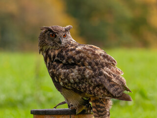 Eagle-owl on its perch