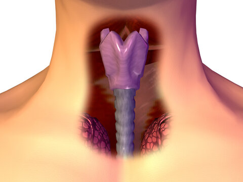 Close-up of a human throat