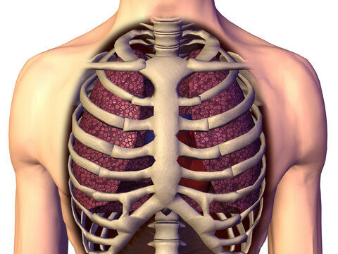 Close-up of a human respiratory system in a rib cage