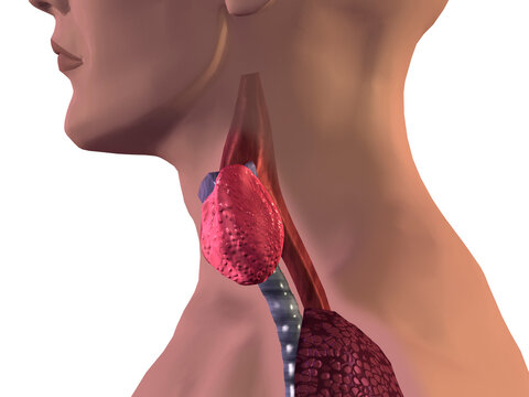 Close-up of a human thyroid gland