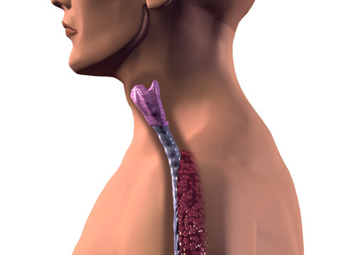 Close-up of a human trachea