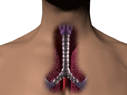 Close-up of a human trachea