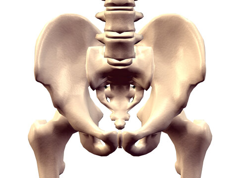 Close-up of a human pelvis