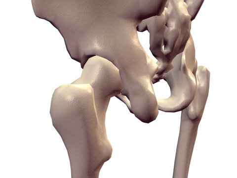 Close-up of a human pelvis